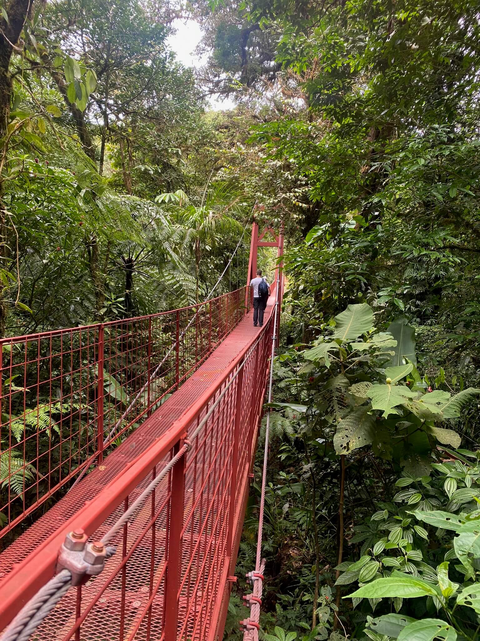 Monteverde Cloud Forest
