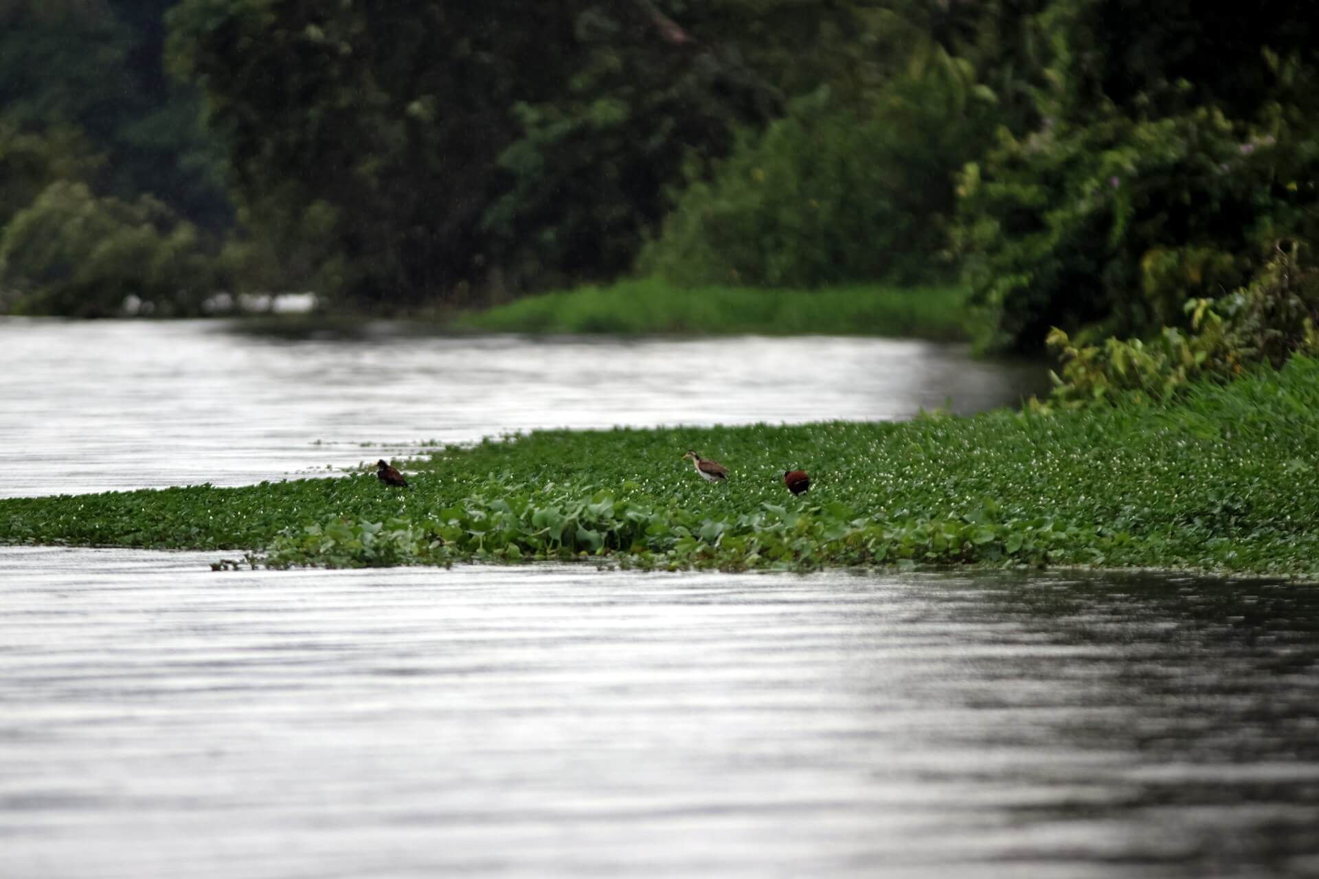 Tortuguero Canals