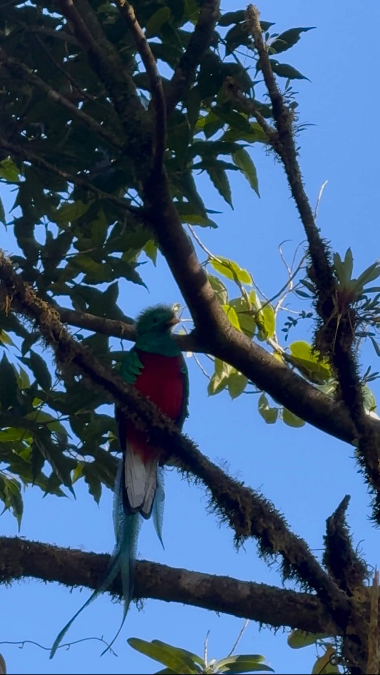 Monteverde