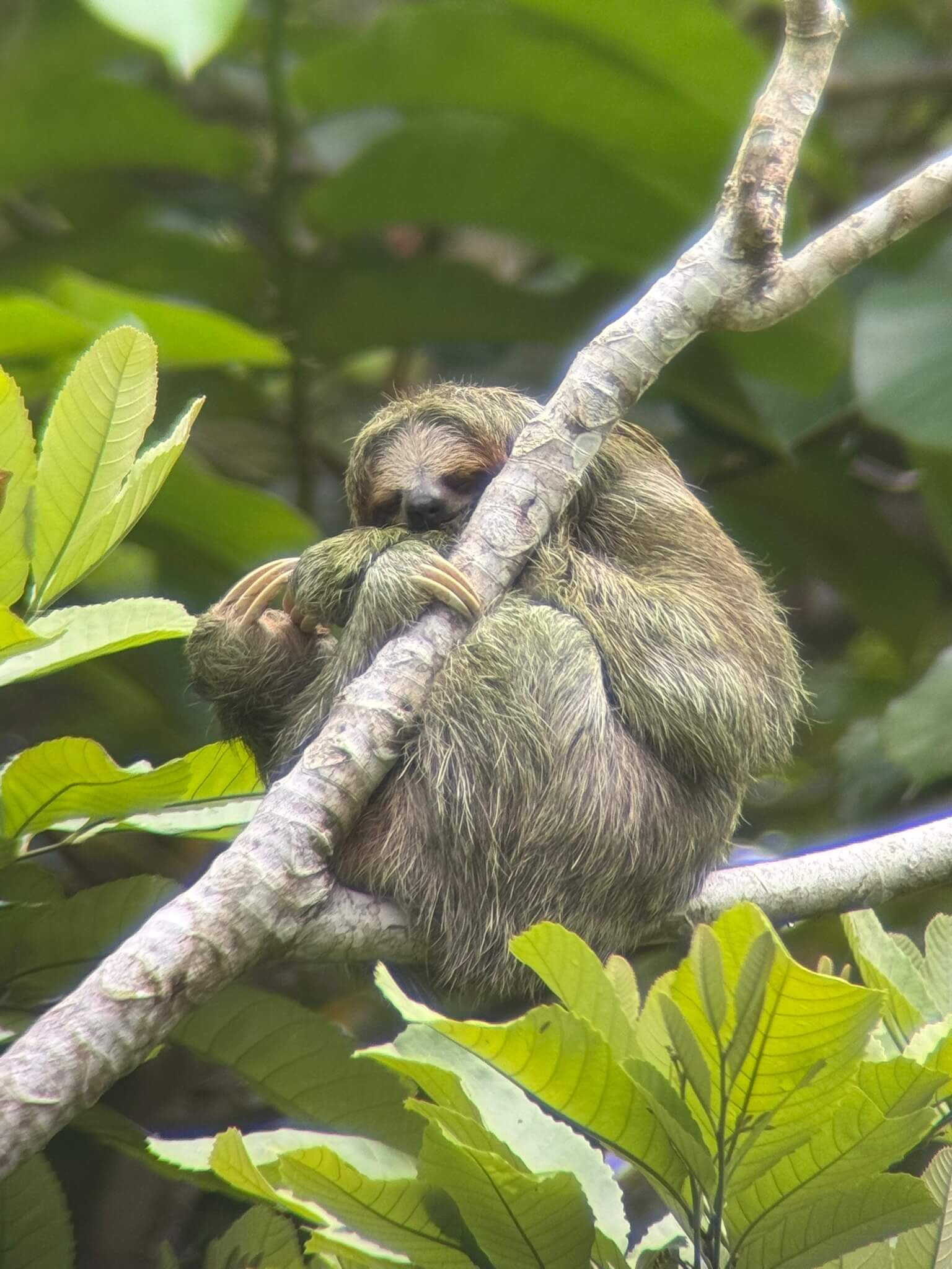 Monteverde