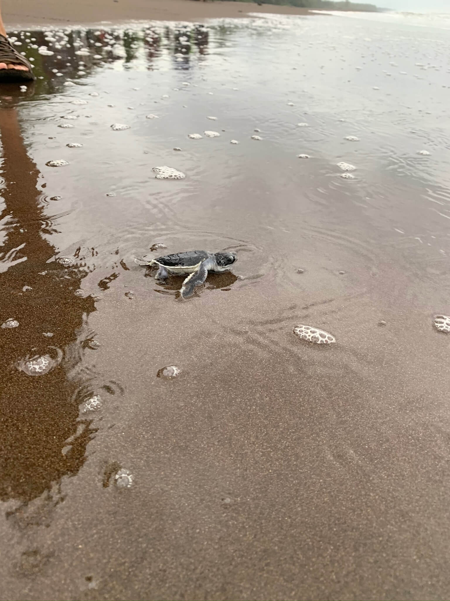 Tortuguero